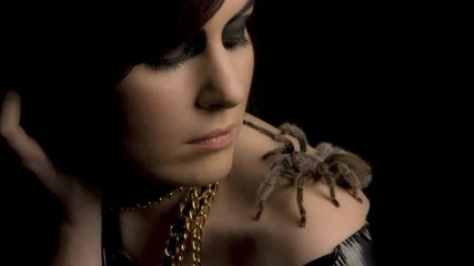 Jeff Derringer - Tarantula