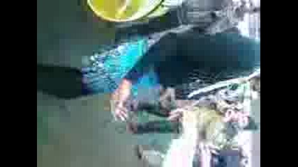 Surva Simitli