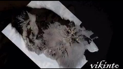 Коtенцаа - Слаduрchета 