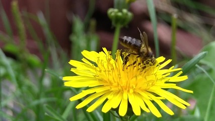 Пчеличка 2 