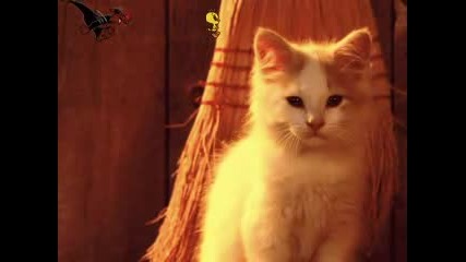Сладки котета 