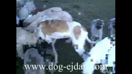Kangal, Кангал, Turkish Kangal Www.dog - Ejdan.com