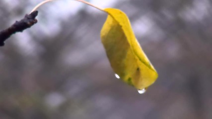 Divine melody - Waltz in the rain
