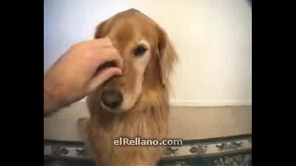 Кученце :) 
