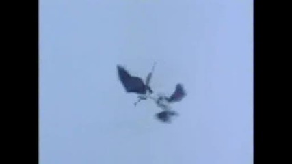 National Geographic - White - Bellied Sea Eagles Whirl 