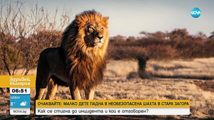 Лъв, известен като Краля на Серенгети, беше убит от съперници