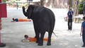 Слон прави масаж на туристите