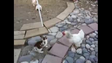 Щуро - Кокошки спират бой между зайци 
