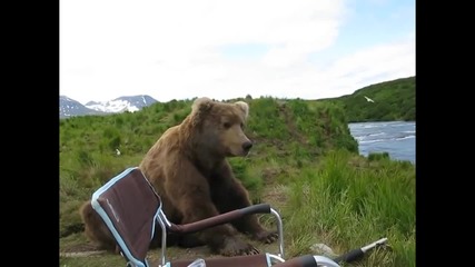 Какво правиш, когато мечка седне до теб? Вадиш камерата и я снимаш!