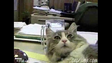 Котка оперен певец ... ;dd