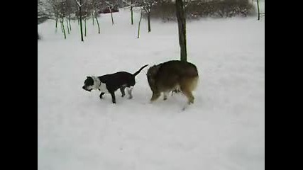 Макс и Джоли си играят на снега 2009 