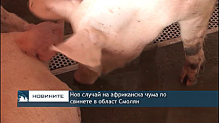 Нов случай на африканска чума по свинете в област Смолян