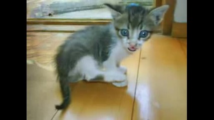 Adopted Pets From Bulgaria