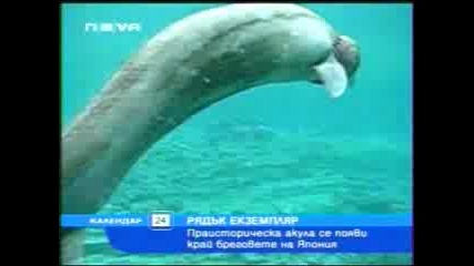 Много Рядка Акула (календар по телевизия) 