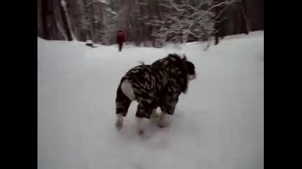 Куче ловец