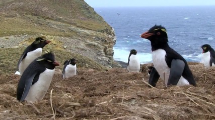 Пингвини хванати неподготвени с Penguincam