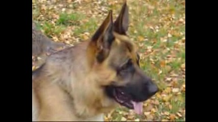 People and Animals - Argo German Shepherd