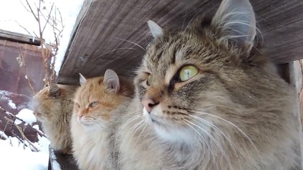 Трио сибирски котки