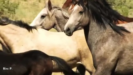 Leo Rojas - Watch Over My Dreams
