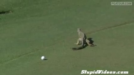 Игуана играе голф