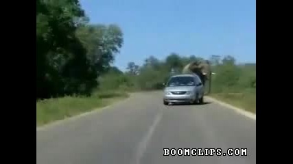Слон напада лека кола