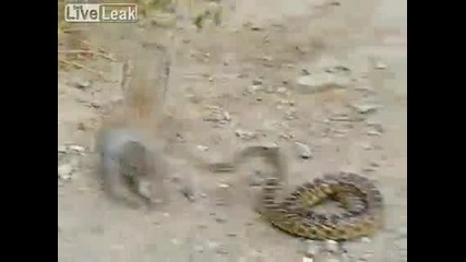 Смела катерица атакува змия!