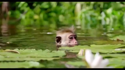 Monkey Kingdom Featurette