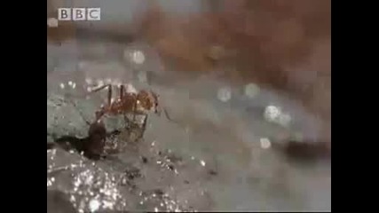 Ants create a lifeboat in the Amazon jungle - Bbc wildlife