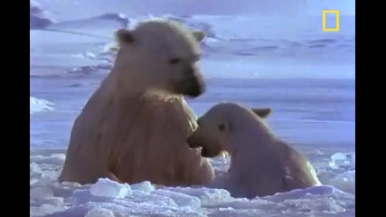 Полярните мечки-national Geographic