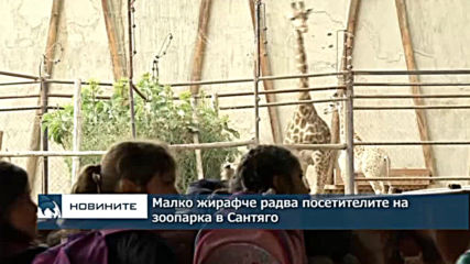 Малко жирафче радва посетителите на зоопарка в Сантяго