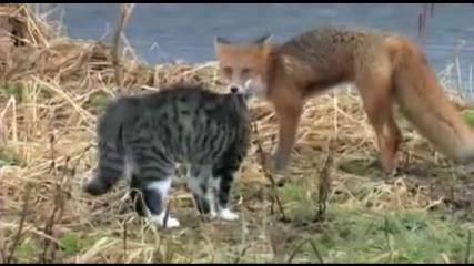 Коте и лисица се карат.