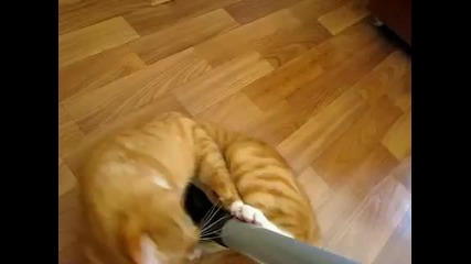 Чистене на пода с котка вкопчена в прахосмукачка