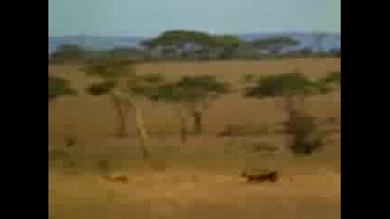Cheetah Chase 