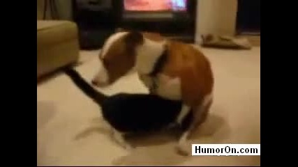 Коте прави свирчок на куче 