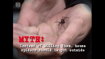 10 Мита за паяците
