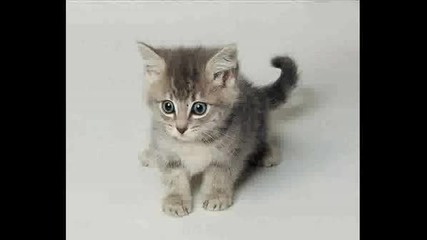 Котешки Снимки