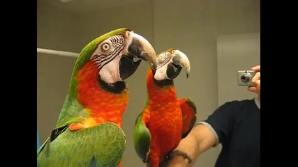 папагал Ара говори