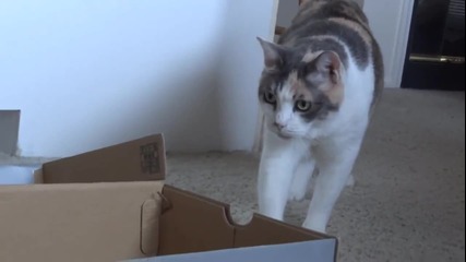 Две котета , една любима кутия