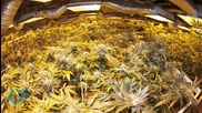 The Farm-to-table Marijuana Experience is Here