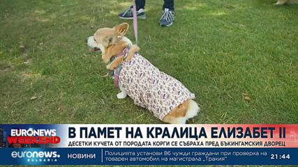 В памет на кралица Елизабет II: Десетки кучета от породата Корги се събраха пред Бъкингамския дворец