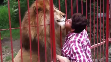 Лъв с любящи ласки към жена !