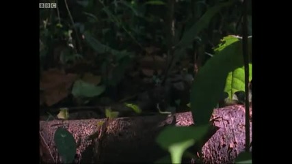 Leaf - cutter ants - Shadow of the Sun - Bbc 