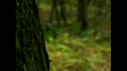 Fatal Sasquatch Encounter