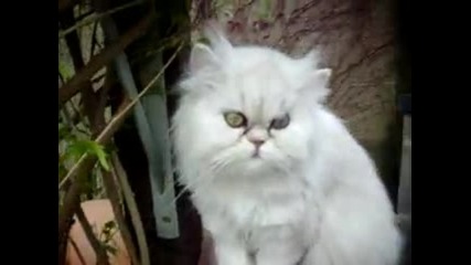 Малката Принцеса Обича Цветята