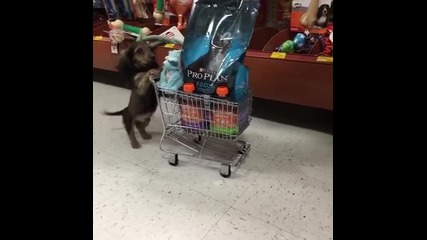 куче пазарува в мол