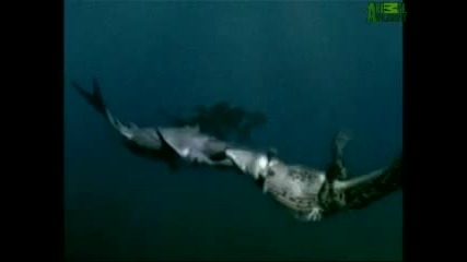 krokodil vs akula