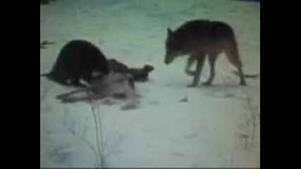 Wolverine fight
