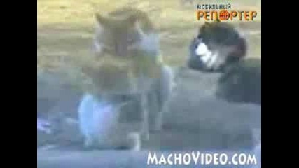 Котешка Тройка