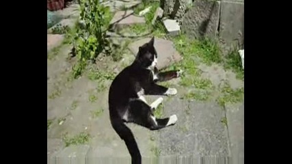 Котка срещу мишка.avi