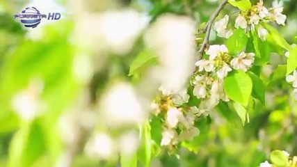 Цветелина Янева - Любовна тъга ( Официално Видео )